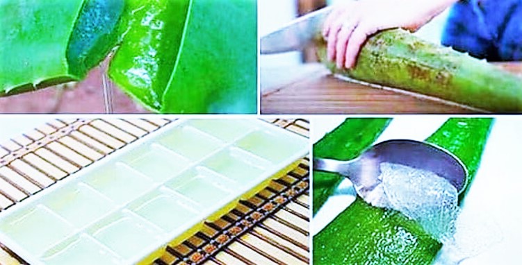 use aloe vera plant