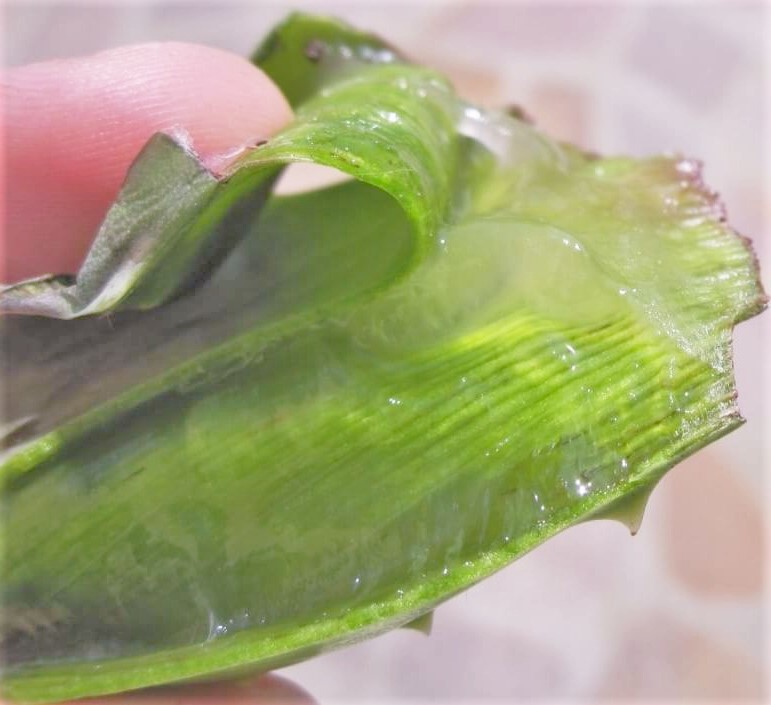 use aloe vera plant