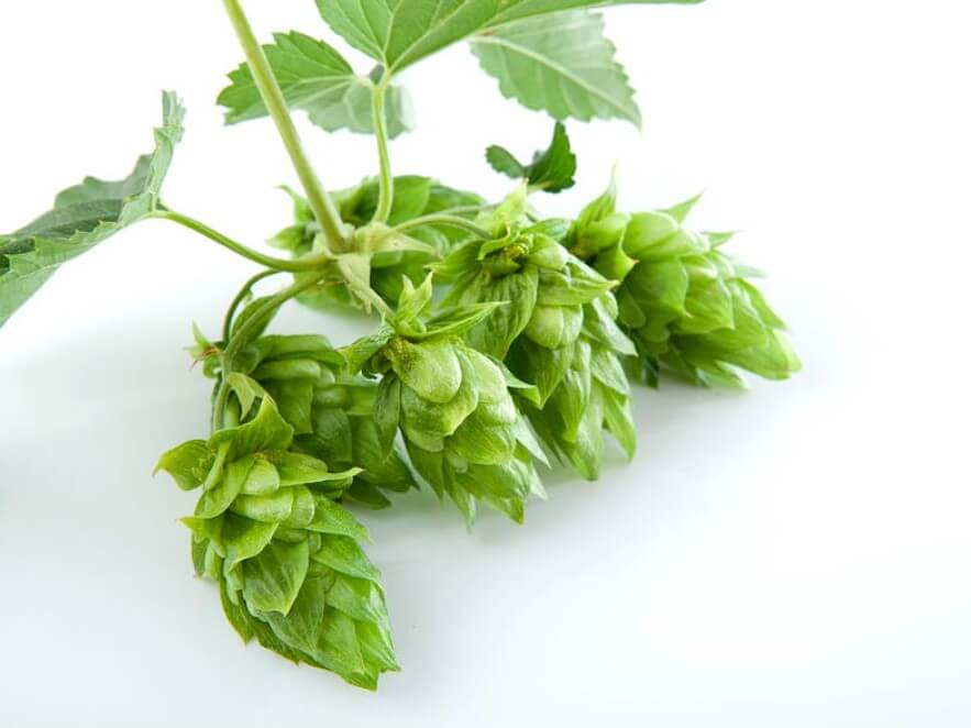 Hops health benefits