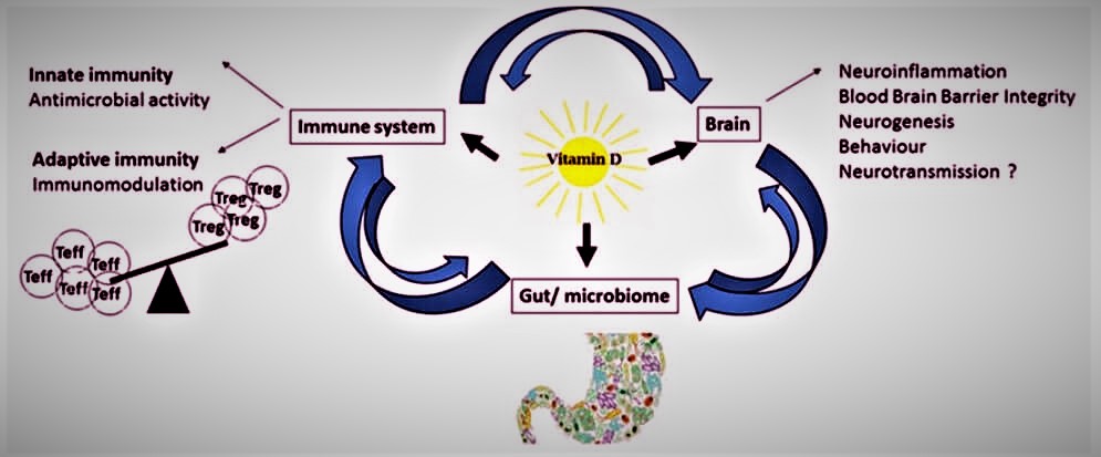 Does vitamin D help the immune system?