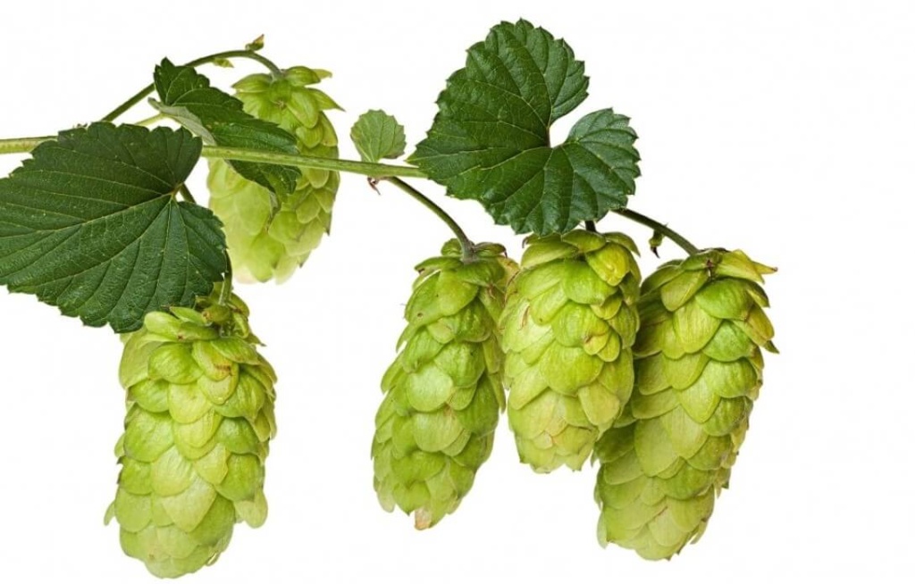 Hops health benefits