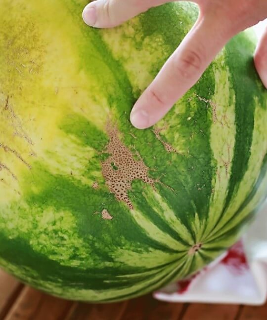 how to pick a watermelon