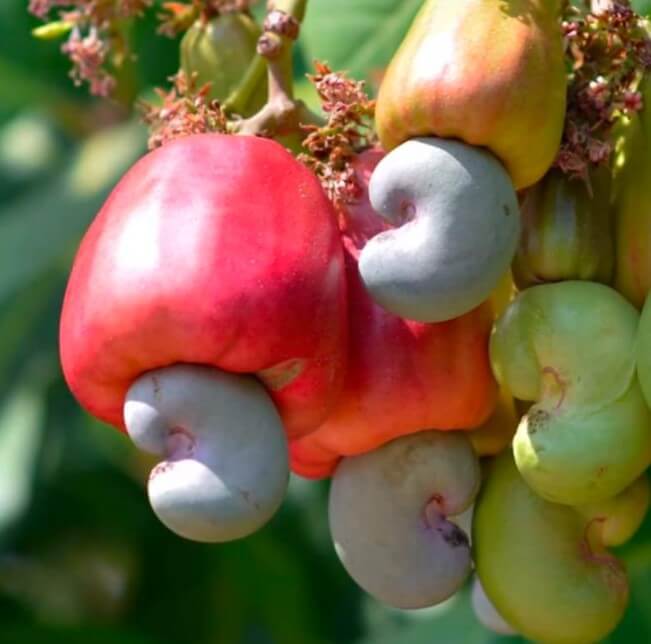 Are Cashews Poisonous