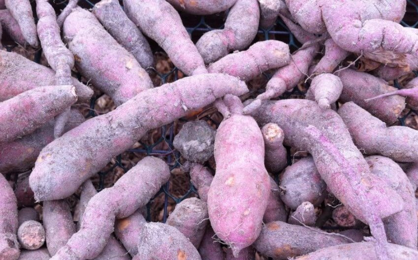 Mexican sweet potatoes