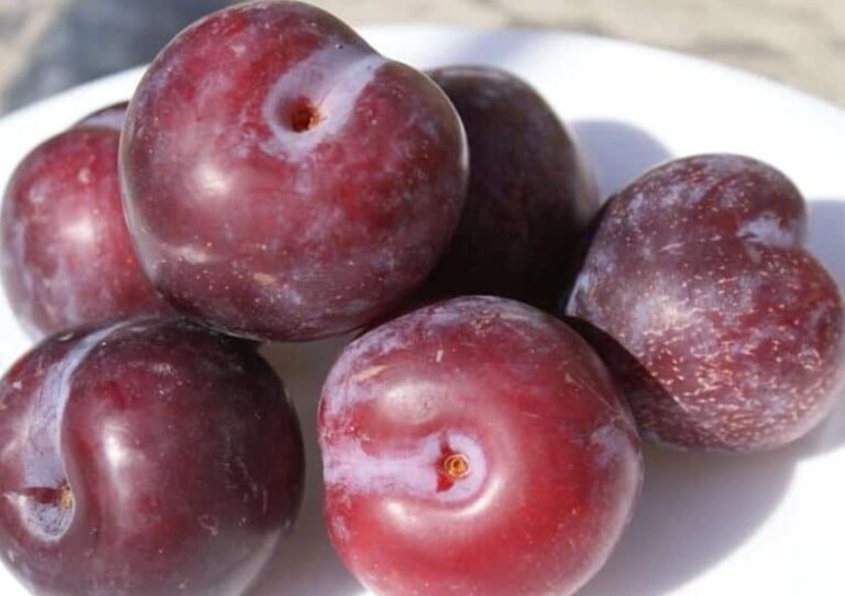 Types of plums and varieties world of recipes