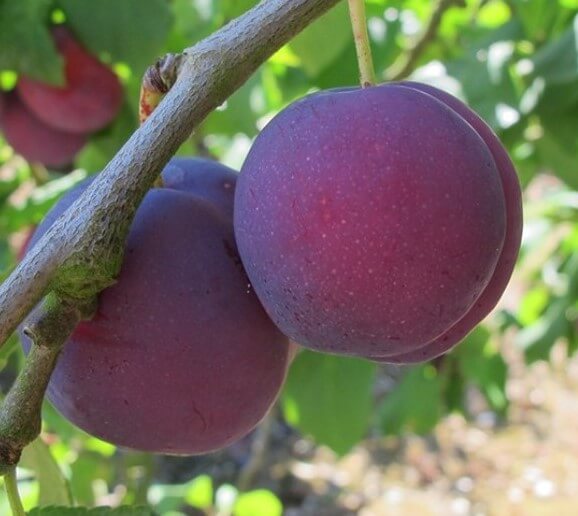 types of plums